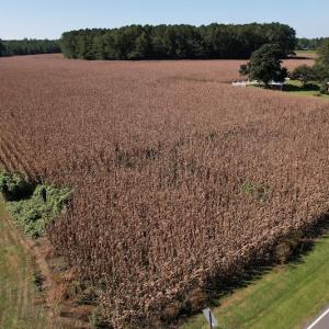 Photo #8 of Off Bailey Road, Fairmont, NC 1.0 acres