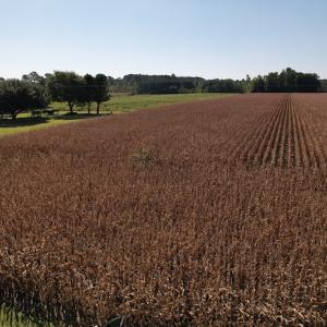 Photo #10 of Off Bailey Road, Fairmont, NC 1.0 acres