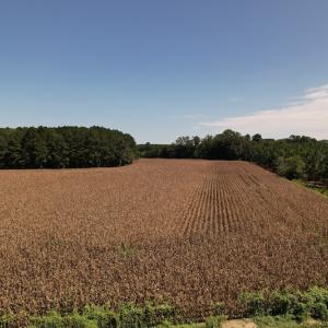 Photo #13 of Off Bailey Road, Fairmont, NC 29.1 acres