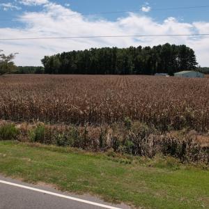 Photo #17 of Off Bailey Road, Fairmont, NC 29.1 acres