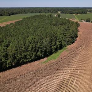 Photo #4 of Off Bailey Road, Fairmont, NC 29.1 acres
