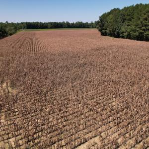 Photo #10 of Off Bailey Road, Fairmont, NC 29.1 acres