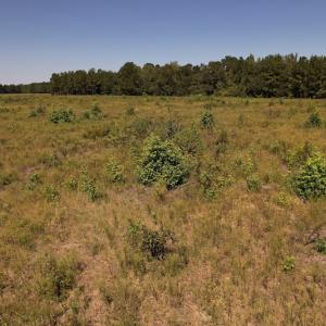 Photo #12 of Off Macedonia Church Road, Evergreen, NC 39.7 acres