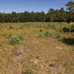 Photo #13 of SOLD property in Off Macedonia Church Road, Evergreen, NC 39.7 acres