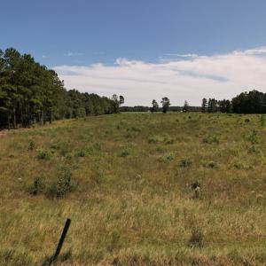 Photo #15 of SOLD property in Off Macedonia Church Road, Evergreen, NC 39.7 acres