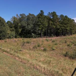 Photo #16 of SOLD property in Off Macedonia Church Road, Evergreen, NC 39.7 acres