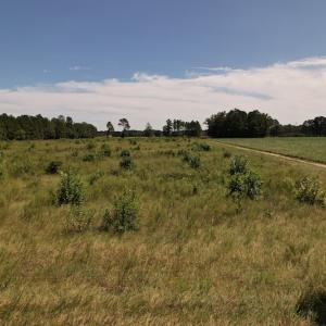 Photo #17 of SOLD property in Off Macedonia Church Road, Evergreen, NC 39.7 acres