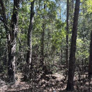 Photo #21 of SOLD property in Off Macedonia Church Road, Evergreen, NC 39.7 acres
