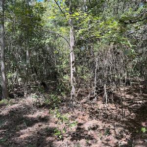 Photo #22 of Off Macedonia Church Road, Evergreen, NC 39.7 acres