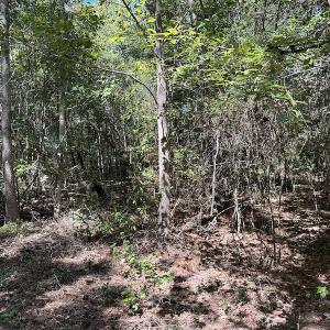 Photo #22 of SOLD property in Off Macedonia Church Road, Evergreen, NC 39.7 acres