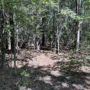 Photo #23 of Off Macedonia Church Road, Evergreen, NC 39.7 acres