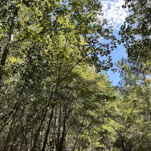 Photo #24 of Off Macedonia Church Road, Evergreen, NC 39.7 acres