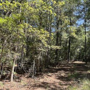 Photo #25 of SOLD property in Off Macedonia Church Road, Evergreen, NC 39.7 acres