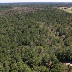 Photo #8 of Off Macedonia Church Road, Evergreen, NC 39.7 acres