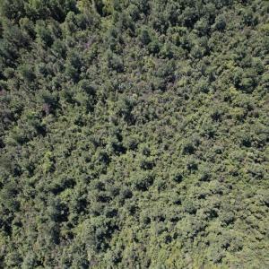 Photo #9 of Off Macedonia Church Road, Evergreen, NC 39.7 acres