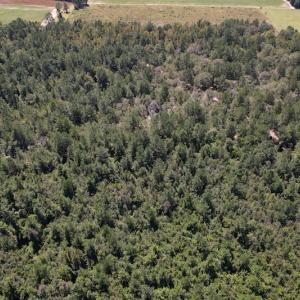 Photo #10 of Off Macedonia Church Road, Evergreen, NC 39.7 acres