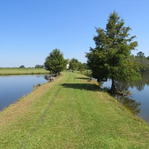 Photo #10 of 686 N. Broadridge Rd, Orrum, NC 24.0 acres