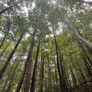 Photo #13 of SOLD property in 1055 Barker Road , Oxford, NC 13.2 acres