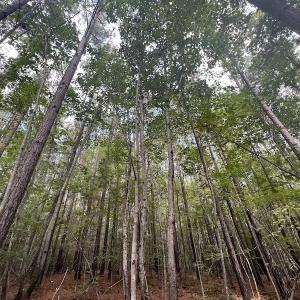 Photo #14 of SOLD property in 1055 Barker Road , Oxford, NC 13.2 acres