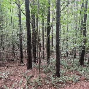 Photo #15 of SOLD property in 1055 Barker Road , Oxford, NC 13.2 acres