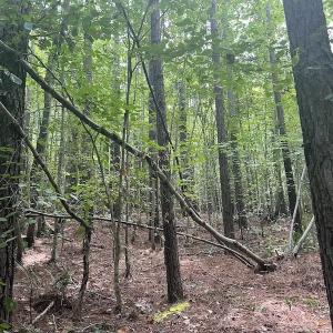 Photo #4 of SOLD property in 1055 Barker Road , Oxford, NC 13.2 acres
