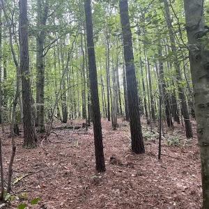 Photo #7 of SOLD property in 1055 Barker Road , Oxford, NC 13.2 acres