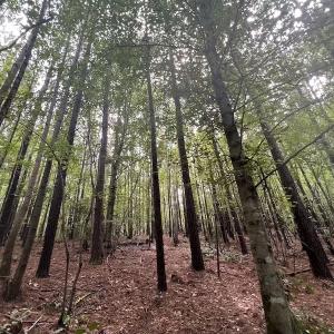 Photo #8 of SOLD property in 1055 Barker Road , Oxford, NC 13.2 acres