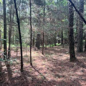 Photo #12 of 1055 Barker Road , Oxford, NC 13.2 acres