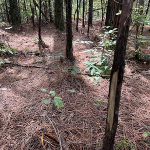 Photo #17 of 1055 Barker Road , Oxford, NC 13.2 acres