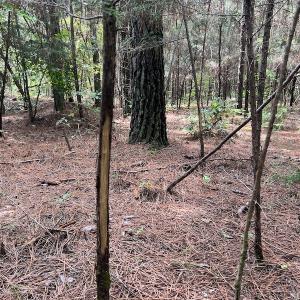Photo #18 of 1055 Barker Road , Oxford, NC 13.2 acres