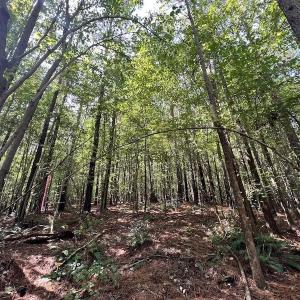 Photo #3 of 1055 Barker Road , Oxford, NC 13.2 acres