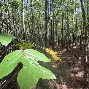 Photo #7 of 1055 Barker Road , Oxford, NC 13.2 acres