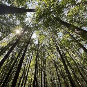 Photo #8 of 1055 Barker Road , Oxford, NC 13.2 acres