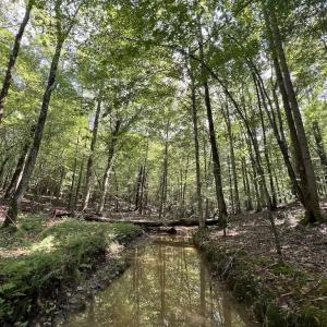 Photo #12 of SOLD property in 1055 Barker Road , Oxford, NC 13.2 acres