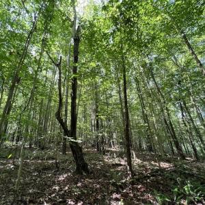 Photo #5 of SOLD property in 1055 Barker Road , Oxford, NC 13.2 acres