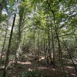 Photo #6 of SOLD property in 1055 Barker Road , Oxford, NC 13.2 acres