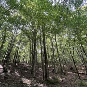 Photo #22 of SOLD property in 1055 Barker Road , Oxford, NC 13.2 acres