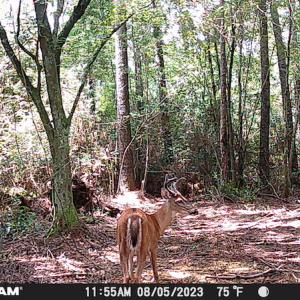 Photo #22 of SOLD property in Off Delway Highway, Rose Hill, NC 40.0 acres