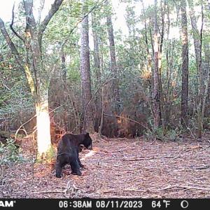 Photo #21 of SOLD property in Off Delway Highway, Rose Hill, NC 40.0 acres