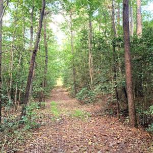 Photo #11 of SOLD property in Off Newville Road, Waverly, VA 150.0 acres