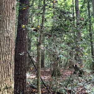 Photo #12 of Off Newville Road, Waverly, VA 150.0 acres