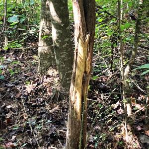 Photo #14 of Off Newville Road, Waverly, VA 150.0 acres