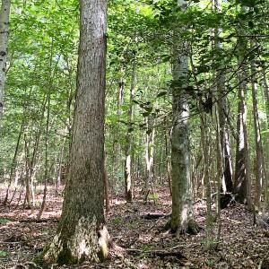 Photo #15 of Off Newville Road, Waverly, VA 150.0 acres