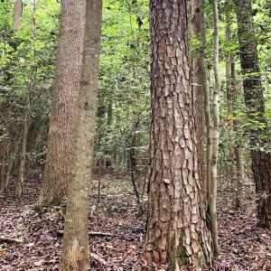 Photo #17 of Off Newville Road, Waverly, VA 150.0 acres