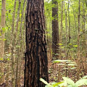 Photo #18 of Off Newville Road, Waverly, VA 150.0 acres