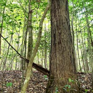Photo #20 of Off Newville Road, Waverly, VA 150.0 acres