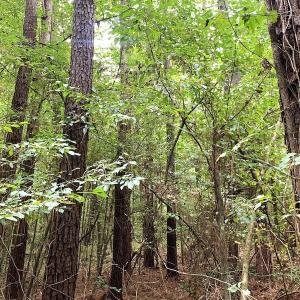 Photo #21 of Off Newville Road, Waverly, VA 150.0 acres