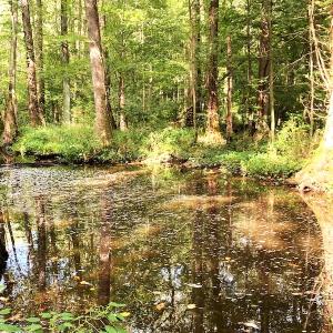 Photo #23 of Off Newville Road, Waverly, VA 150.0 acres