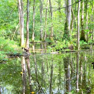 Photo #24 of Off Newville Road, Waverly, VA 150.0 acres