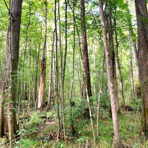 Photo #25 of Off Newville Road, Waverly, VA 150.0 acres